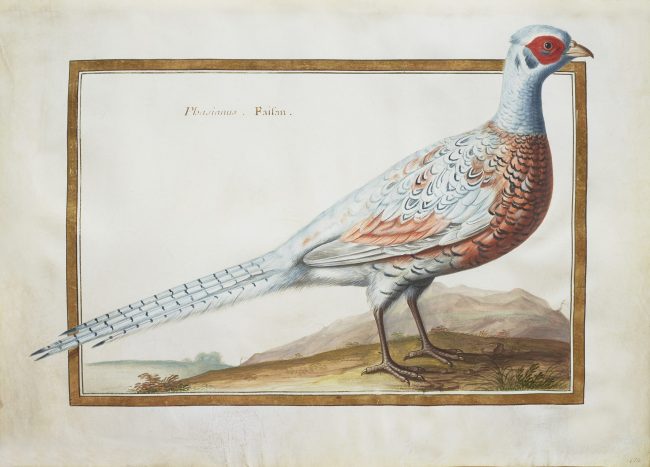 Faisan, dessin de CLAUDE AUBRIET