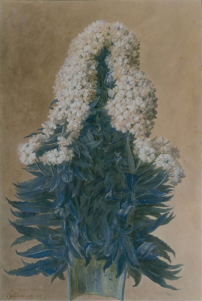 Etude de fleur, dessin de Gerard Van Spaendonck